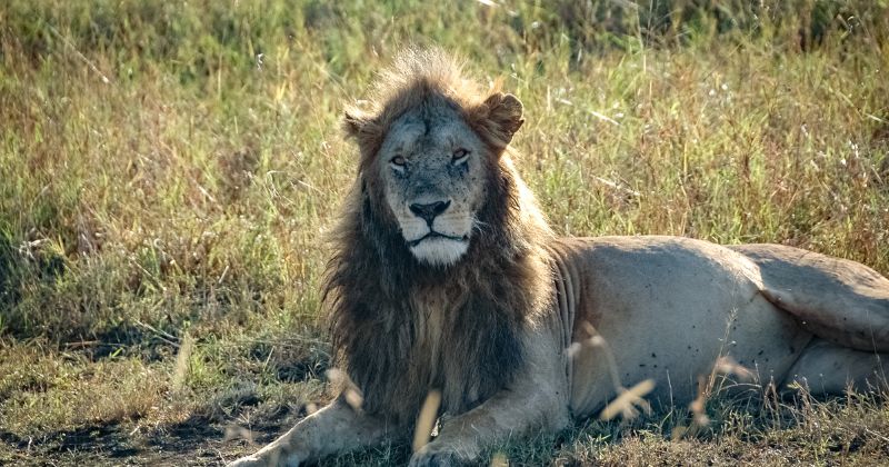 Lion attack claims life of 14-year-old girl in Kenya